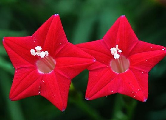  『排水良好』此花美丽鲜艳，漂亮且花期长，小巧玲珑，花叶俱美，花朵艳丽柔美