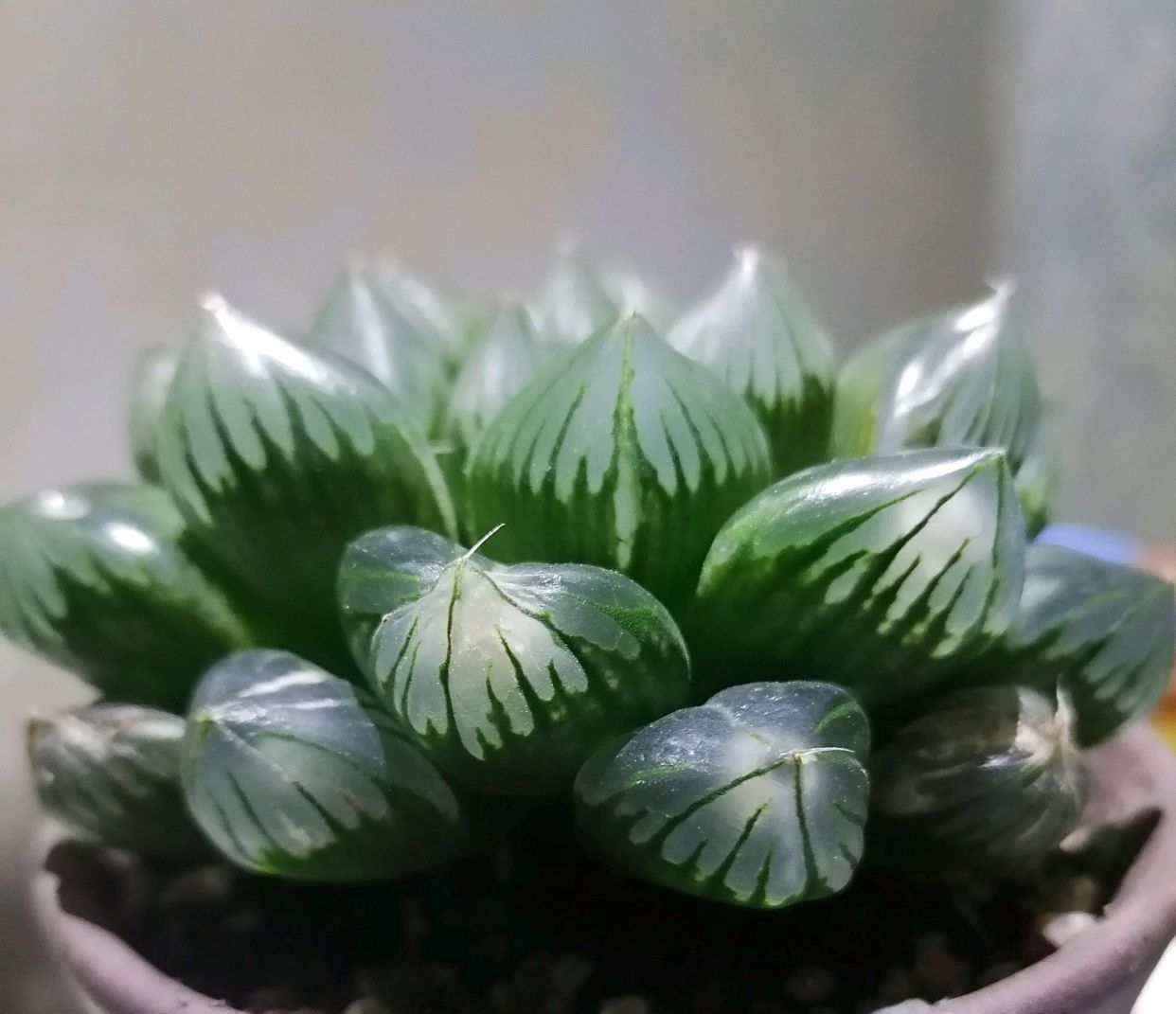  [多肉叶片]家庭养护的多肉植物怕淋雨吗?做到正确养护,越长越漂亮!