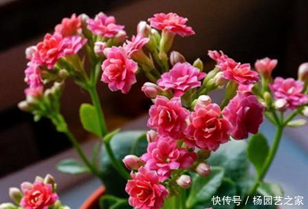 居家|居家只养这3种花,美观上档次还能镇宅,家人健康无忧