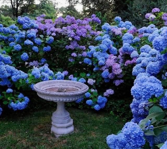  #春天#花园里养上这“2种花”，来年春天，花开不断，美极了！