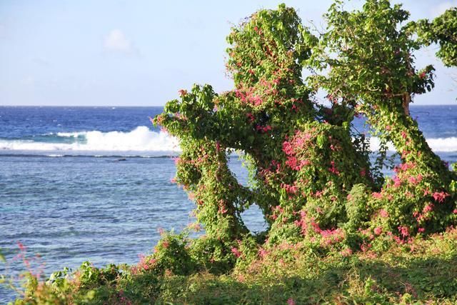 离中国最近的美国领土，5小时到达还免签，游客：最美浮潜海岛