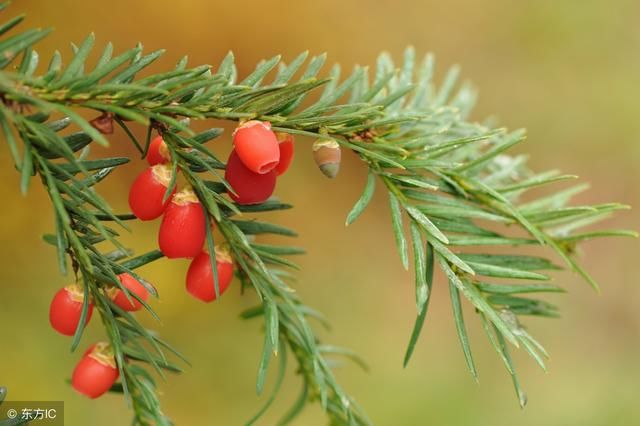 又一抗癌偏方火了！专家证实不靠谱！但被忽悠的人真不少