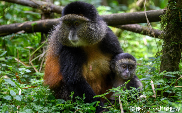 门票高达上万元,每天限制32名游客,这是世上最“难进”的公园