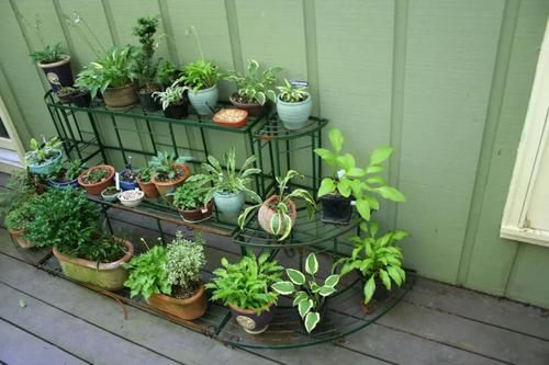  [观叶]很耐阴的8种叶子斑斓的观叶植物，每一种都想养几盆