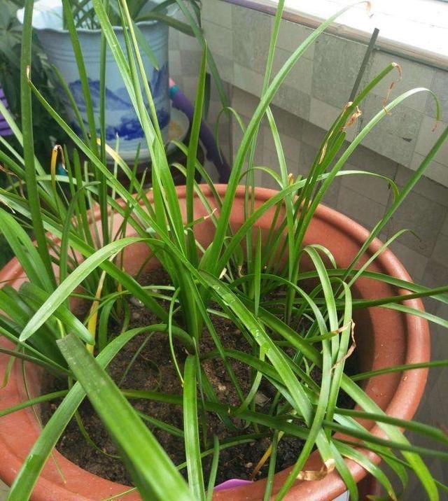  便宜■阳台春天养“2种花”，一棵开花上百朵，便宜又好养，几乎不花钱