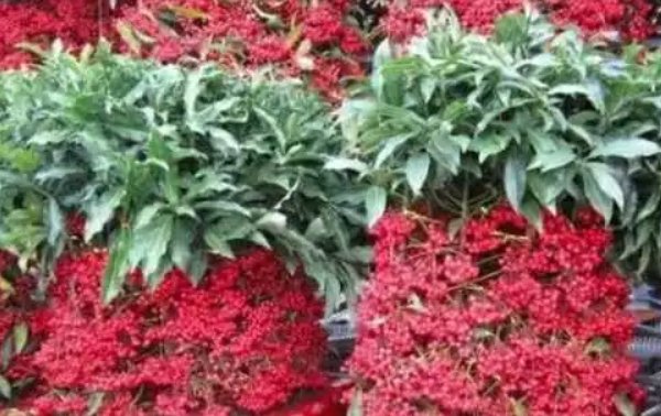  【富贵】3种花自带“财气”,家里养一盆,财源广进、日子越来越红火