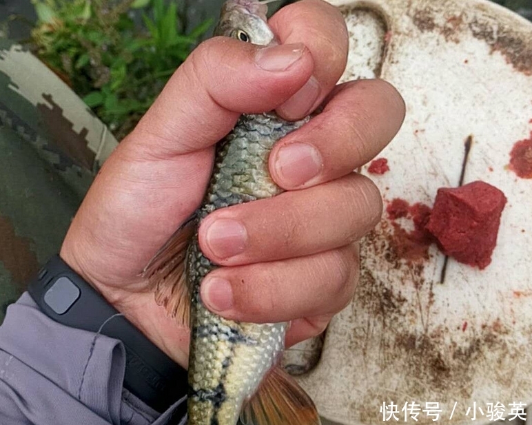 小溪■这种叫“溪石斑”的小鱼,以前很多,如今上百元一斤,你认识吗