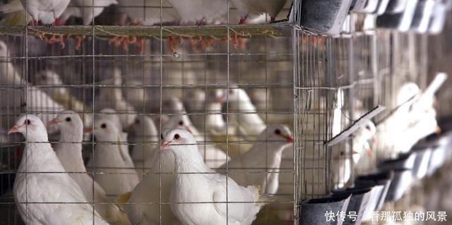  #养殖场#要想在农村安心创建养殖场，这三个证件一个都不能少