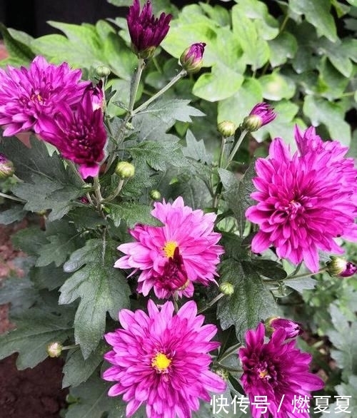  #学以致用#菊花养护小攻略，最基本的4点，学以致用，促进菊花花苞生长