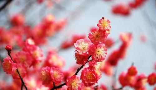 『玉兰花』在门前种这“5种树”,春夏季花开满枝,路人、邻居看了都羡慕