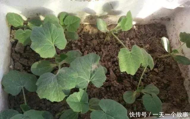  「椅子」大爷花10年“种椅子”，一把卖80000！这些文玩在家也能