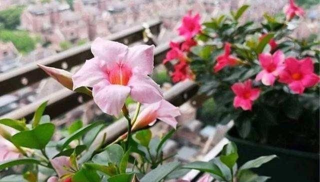  机器：4种“开花机器”，耐热又耐晒，阳台养一盆，满屋飘“花香