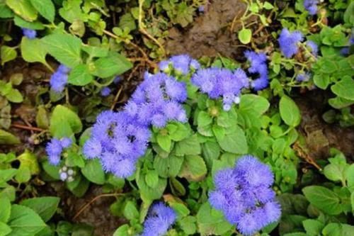  扦插：林中1种“紫花草”，花开清新可爱，折1枝条带回家，能做小巧盆栽