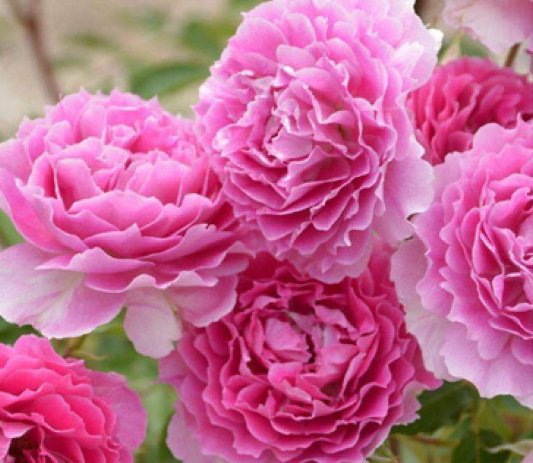  「排水良好」此款木本花卉，漂亮不输玫瑰，一花三色，香气四溢，堪称盆栽佳品