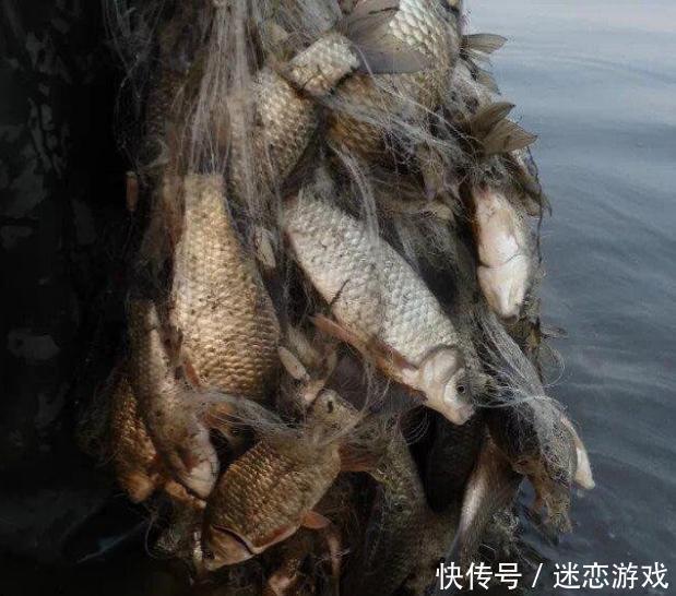 #违法#电鱼违法被禁止,新研发“鲫鱼天敌”,上鱼贼猛!天天喝鱼汤,香