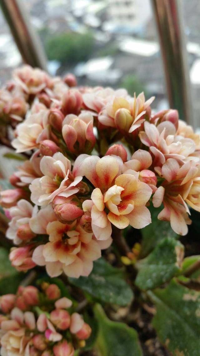  「很快」封闭阳台养这4种花，很快变成花海，现在养刚刚好