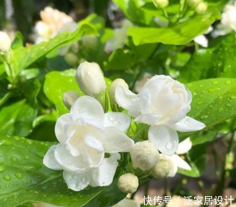 『有型』夏季就养3种花,越晒开花越旺,要香有香,要型有型,美爆!