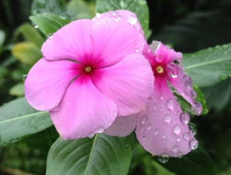  『一大』这5款娇艳的花，养在阳台不管 不问，花期一大轻松开爆盆，内敛美