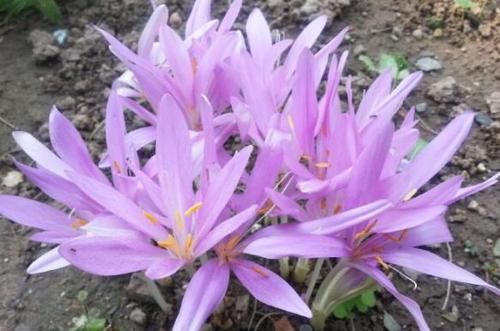  『锦花』喜欢养花，不如养盆换锦花，简单好养，随随便便就爆盆
