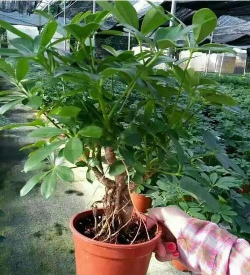  [赚头]养花真有讲究，这“2种”植物，样貌丑也要养，镇宅旺运有赚头