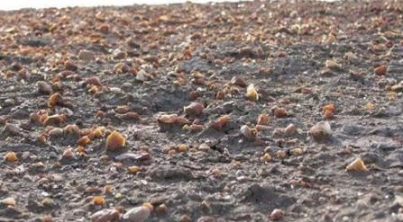 中国最大玛瑙滩绵延几十平方公里，仅用四年，就被掠夺殆尽了