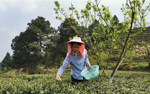 「南川」重庆南川:家庭农场搞“组合经济” 一年收入二十多万