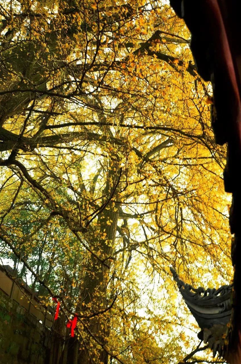 四川这座小城，叫板稻城亚丁，不输江南，藏着亚洲第一云海，高铁