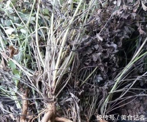  『值钱』珍贵的1种“野草”，能散发出“臭味”，其实很值钱，1斤“90元”
