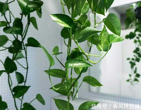  「绿萝」家养绿萝要“注意”，摆在这3个地方有麻烦，不是迷信，影响很大
