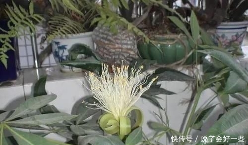  #种子#发财树能开花，还能结“果子”，果子像柠檬，能见到真“幸运”