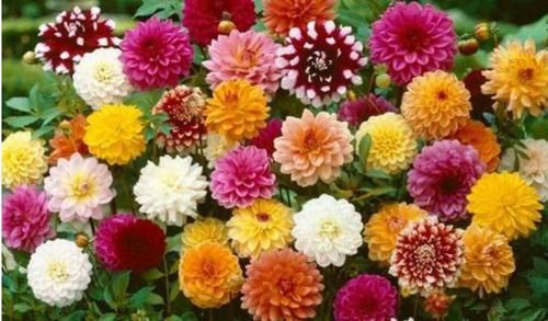 牡丹:5种花特适合养阳台,给点阳台就灿烂,家里变成“小花园”!