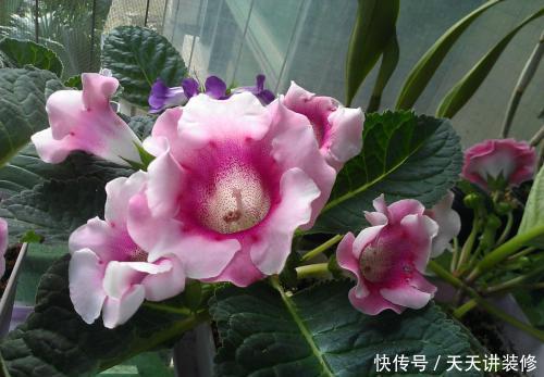  「值得」养一盆花期长又好养的花，花一开就惊艳了时光，值得拥有！