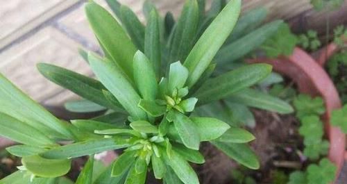 『枝叶茂盛』想要罗汉松长势快,记住这一点,茎干粗,枝叶茂盛,一年长成盆景