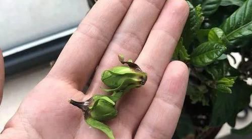  「栀子花」栀子花花苞掉一地?，改改几个“臭毛病”，大花苞砰砰开