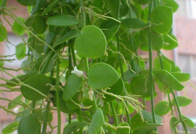  『漂亮』好养又耐活的几种花草，耐高温不怕晒，开花贼漂亮