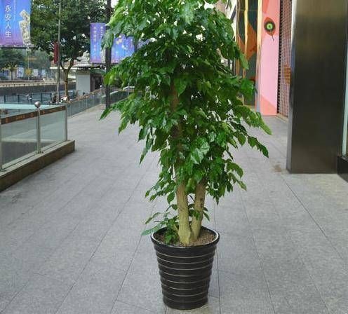摆在|有钱人最喜欢这3种“花”,摆在家里镇宅旺财,四季常青开花不断