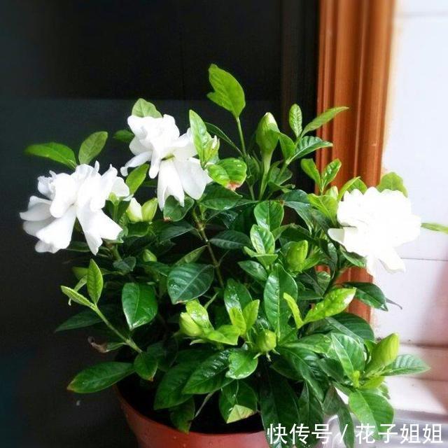 #栀子花#栀子开花时间又到了,做好这几点,开花洁白纯净,散发满屋栀子香