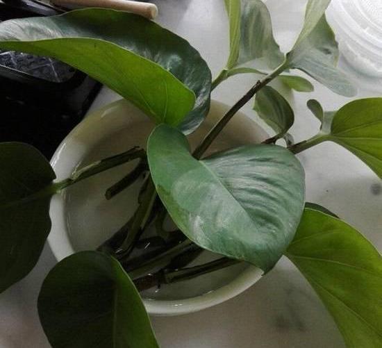  #花友#绿萝虽然很平常，打扮一下也能很惊艳！做一做造型，好看不少哦！