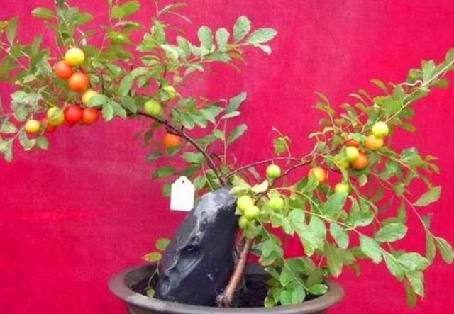 农村这种野果才是“补钙之王”，它的全身都是宝，目前卖到40一斤