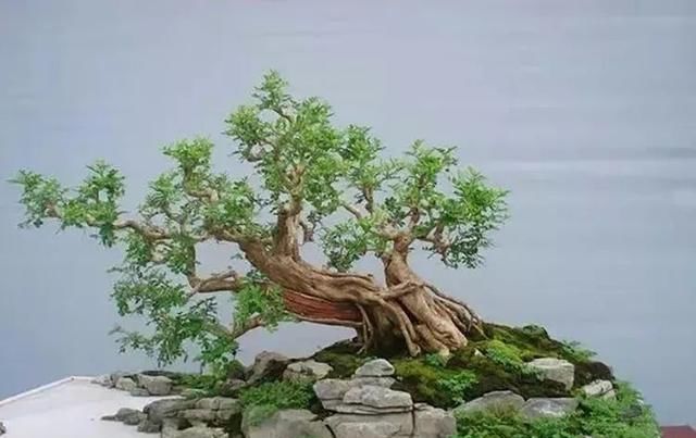  「跨年」粤北盆景艺术跨年大展，值得期待