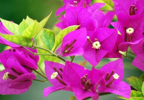  玫瑰：喜欢玫瑰花，首选“精品玫瑰”红和平，红艳欲滴，花色靓丽！