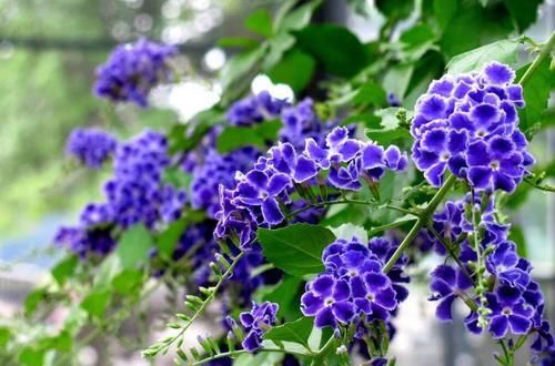  『生长良好』假连翘养好了，花朵、果子都很好看，越是修剪长得越好