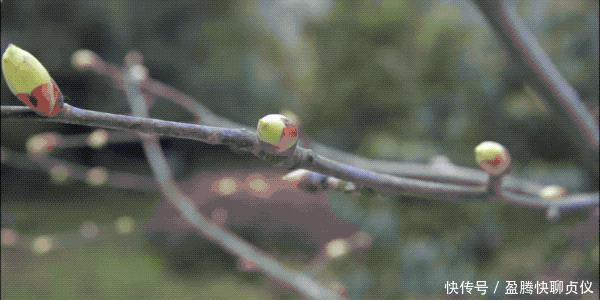 这部纪录片央视发力了,每一帧都可以当壁纸,BBC也无法超越