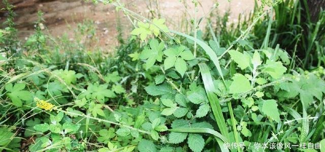 它曾是穷苦人的救命野菜,老农民才认识,如今9元一斤成稀罕货！