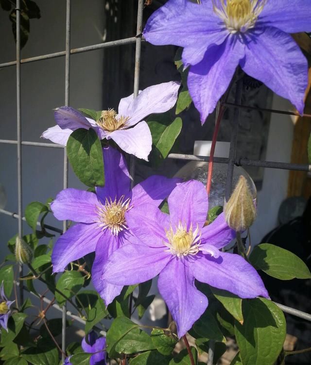  家里：家里有4种花，春天搬到外面给足“大太阳”，花朵大、还爆盆
