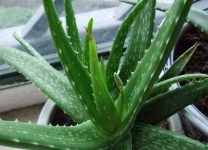  『植物』不小心将“芦荟”叶子掰断了，把它放在水里，结果这样了……