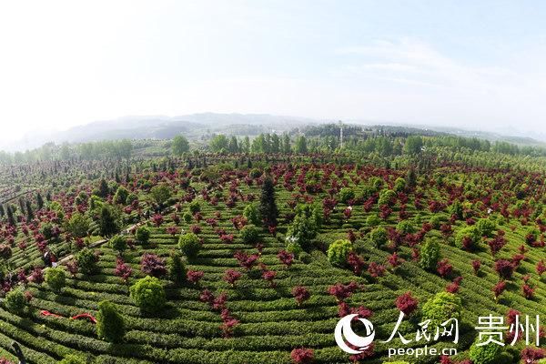  『院士』李兰娟院士团队冠名贵州优质茶园 助力紫云县脱贫攻坚