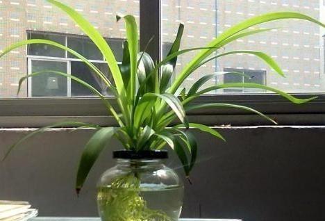 『对症下药』水培植物黄叶、烂根该怎么办?对症下药,再懒也能轻松搞定