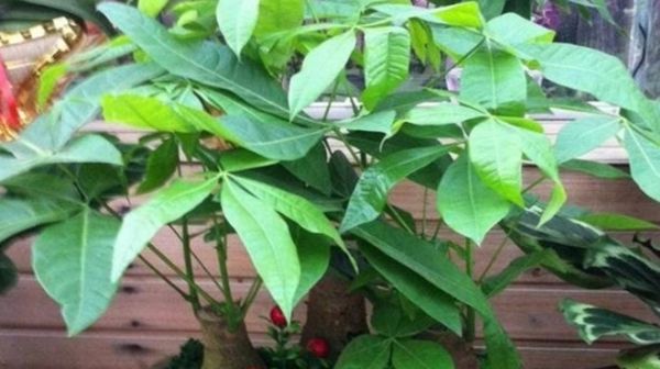  【黄叶】养发财树,掌握“3要点”,枝干粗,叶油绿,再也不黄叶