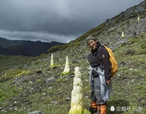 为何川藏线上的“大白菜”不能摘？，导游：除非你想惹事上身！
